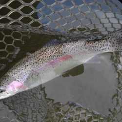 大安トラウトレイク 釣果